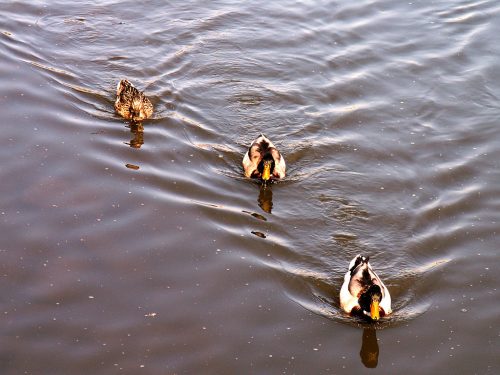 Ducks