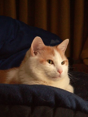 Buffy Relaxed