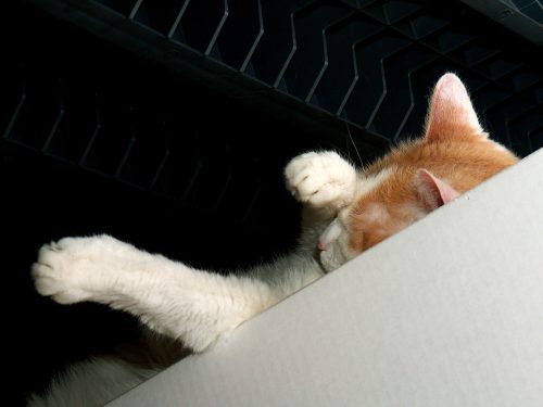 Buffy's Favorite Place 3