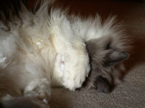 Sorry, No Pictures