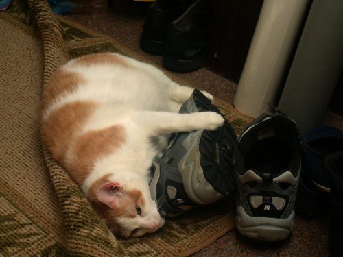Shoe Fetish