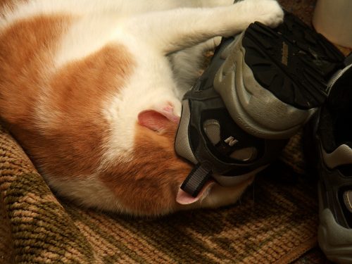 Serious Shoe Fetish