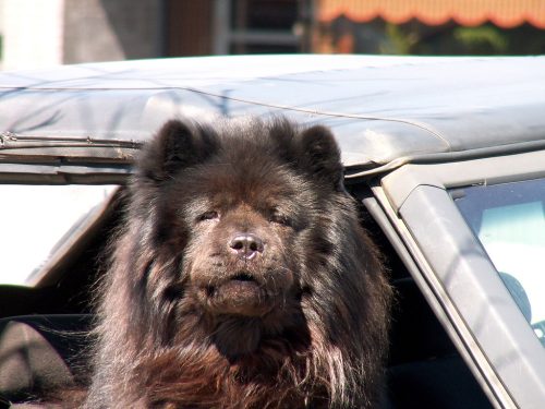 Big Dog