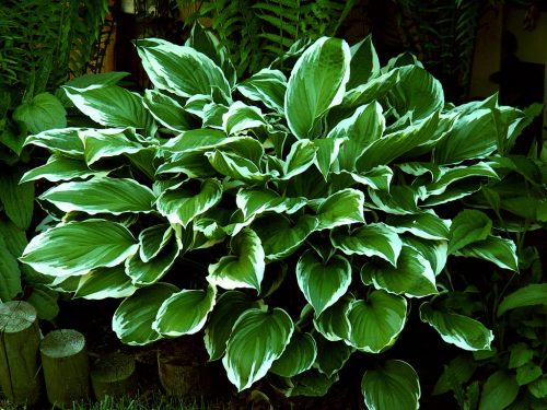Green Plant
