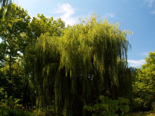Weeping Willow
