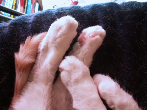 Buffy's Paws