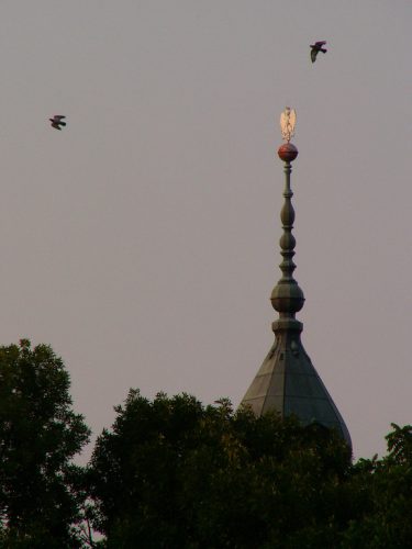 Over the Treetops