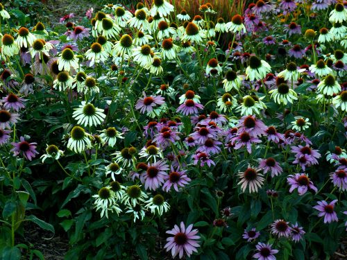 Bright Flowers