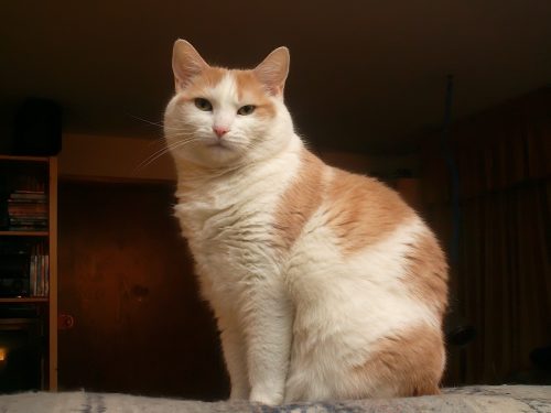 Buffy In Charge