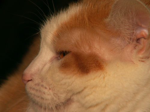 Buffy the Lioness