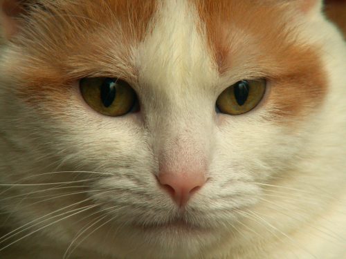 Buffy Up Close
