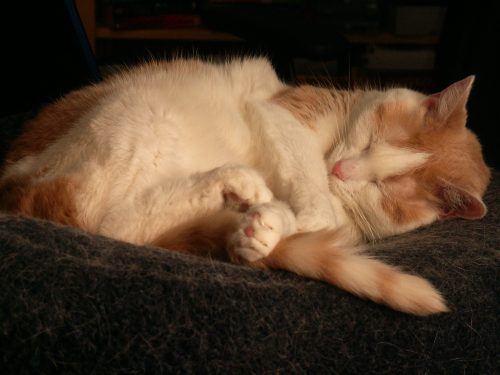 Buffy Sleeping Hard