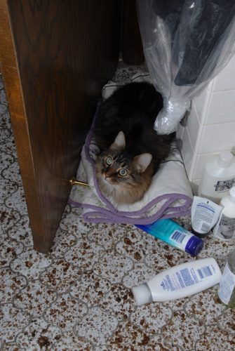 Ripley Hiding From the Rain
