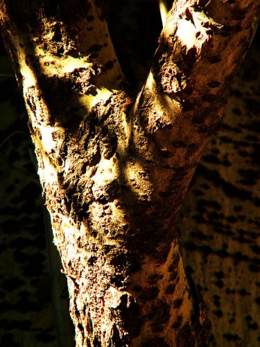 Shadows on a Tree