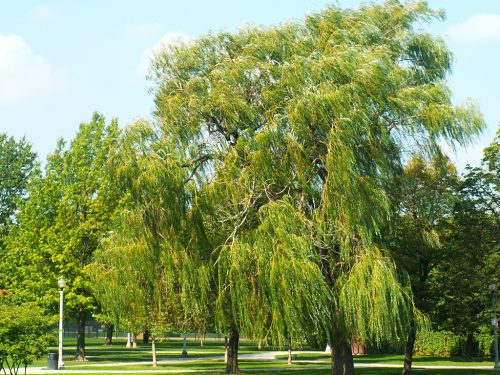 Willows