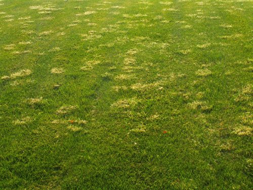Grass