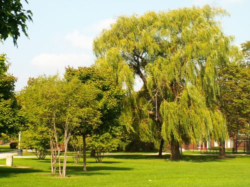 More Willows