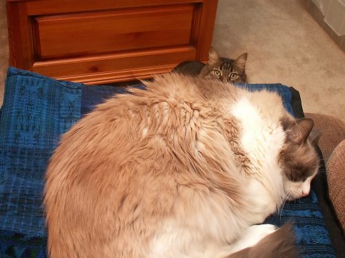 Dozer Sleeping (Plus Added Bonus Cat)