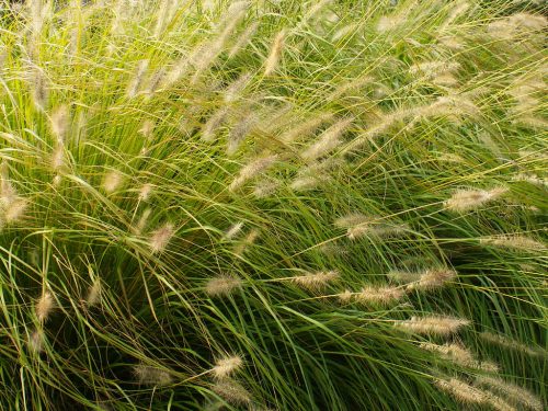 Grass