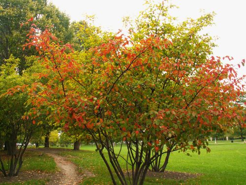 Autumn Leaves