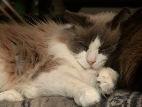 Resting