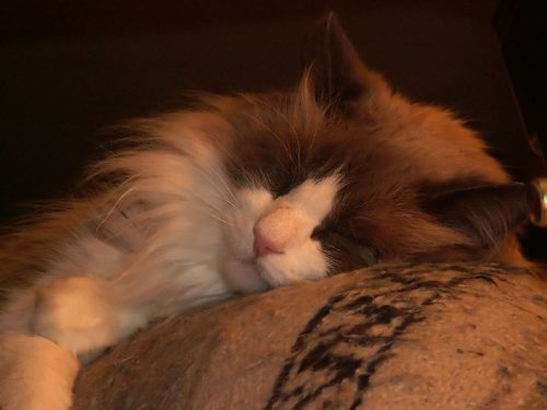 Dozer Sleeping