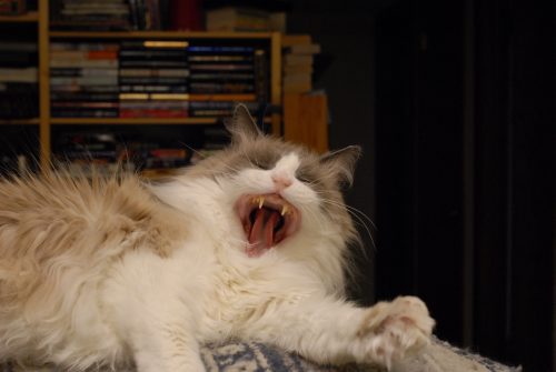 Dozer Yawning