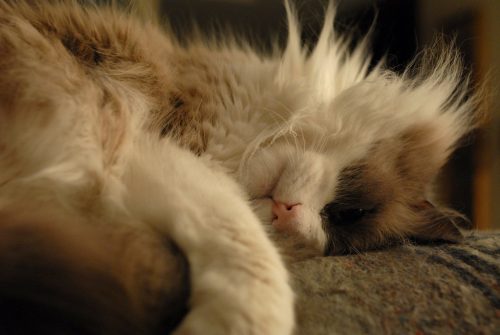 Upside-Down Kitty Head