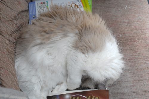 Can't See Me!