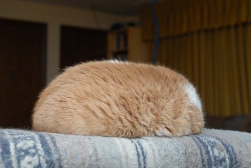 Cat or Tribble?