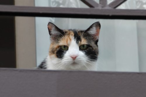 Neighbor Cat