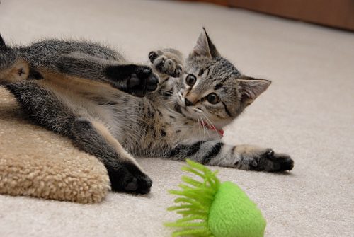 Minky!