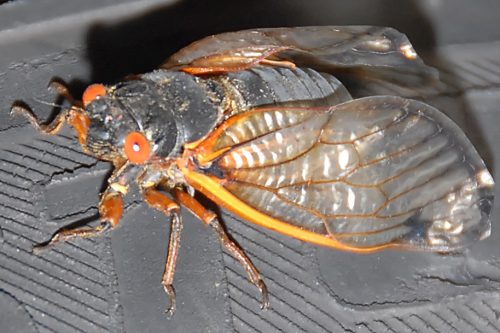 Cicada on a Car Tire