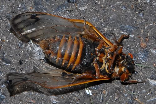 Underside of a Cicada