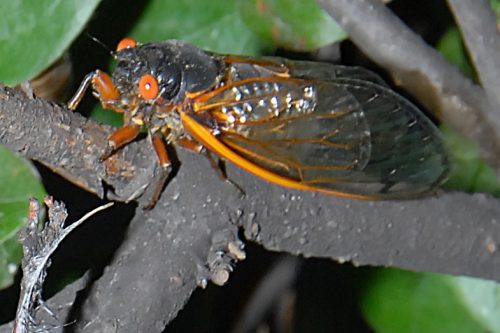 Cicada on a Branch