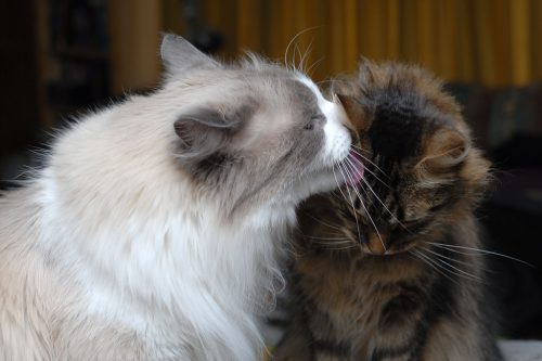 Dozer Grooming Ripley