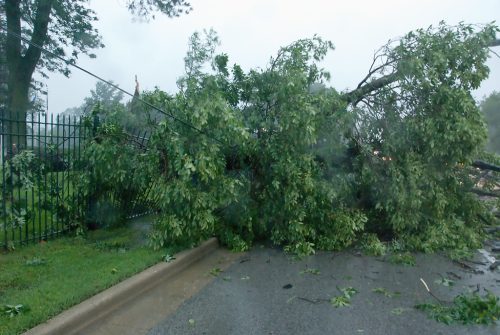 Bigger Tree Down on Road