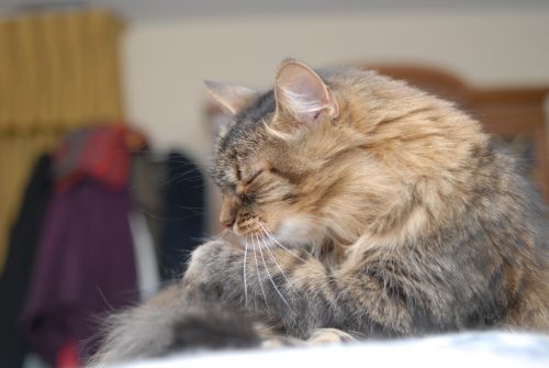 Ripley Takes a Break