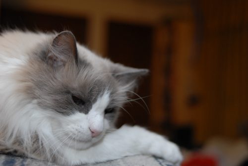 Dozer Contemplating...Sleeping Probably