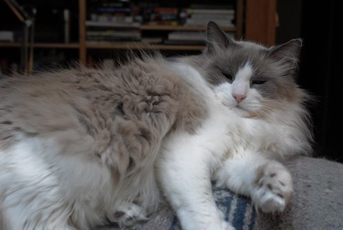 Fluffmaster Dozer