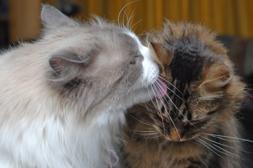 Dozer Grooming Ripley
