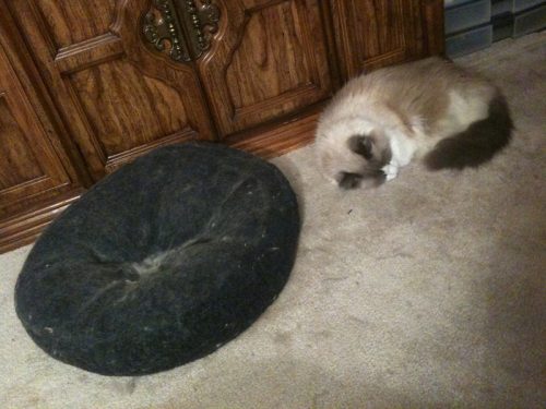Dozer Meets the Cat Pillow