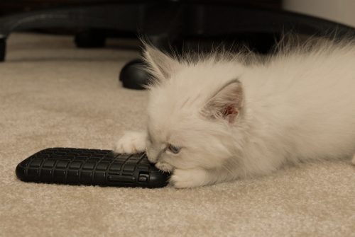Hotch chewing on the iPhone...