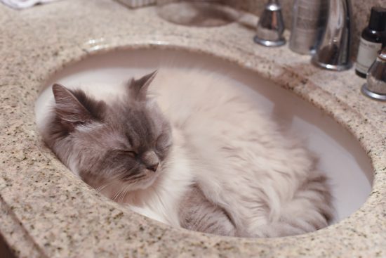 Beezle in the Sink