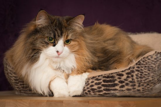 Ivy Resting In Her Cat Bed