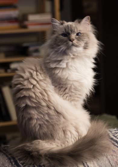 Beezle Posing for the Camera