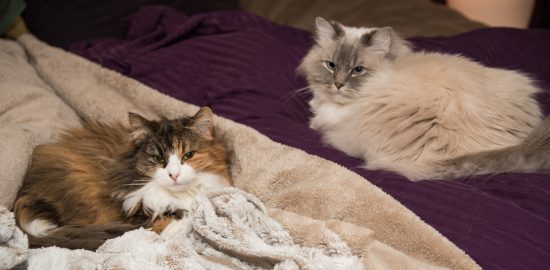 Ivy and Beezle On the Bed