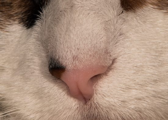 Closeup of Ivy's Nose