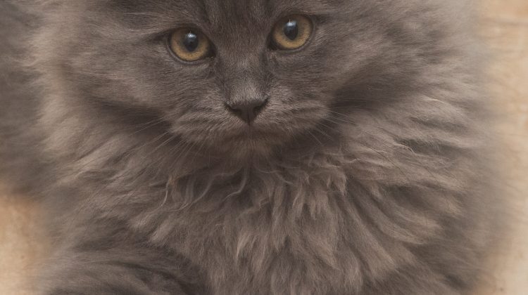 A small grey Siberian kitten sitting on a tile floor, looking up at the camera.