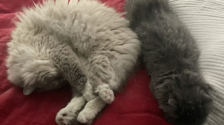 Beezle the Ragdoll cat and Tasha the Siberian cat sleeping together.